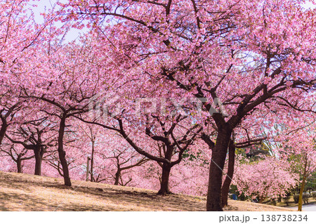 満開の桜の木の下で散歩する人 満開の桜の木の下で散歩する人 138738234