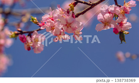 青空に映える河津桜 138738369