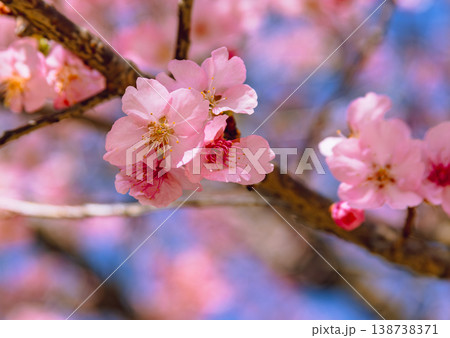 春の訪れを告げる河津桜 春の訪れを告げる河津桜 138738371