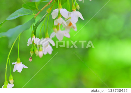 白花エゴノキ 新緑 白花エゴノキ 新緑 138738435