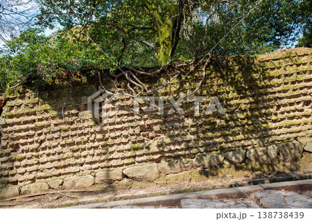 樹木に侵食される瓦土塀 138738439