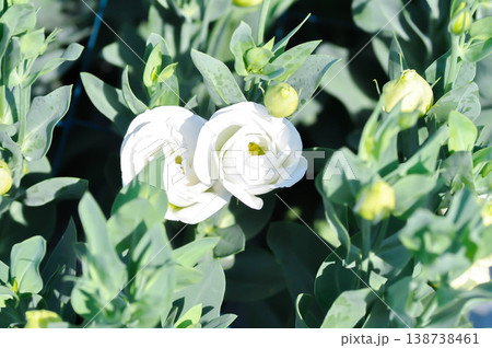 Eustoma grandiflorum Raf Shinners or Eustoma russellianum Hook G Don or GENTIANACEAE or lisianthus or Prairie Gentian or white flower Eustoma grandiflorum Raf Shinners or Eustoma russellianum Hook G Don or GENTIANACEAE or lisianthus or Prairie Gentian or white flower 138738461