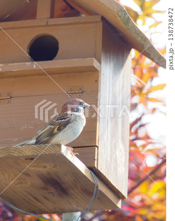 巣箱とスズメの親鳥 138738472