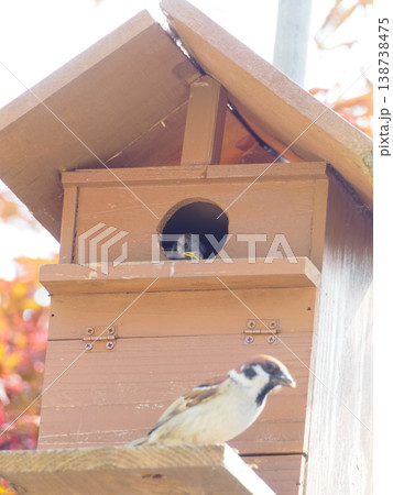 巣箱から顔を出すスズメのヒナ 巣箱から顔を出すスズメのヒナ 138738475
