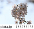 満開の桜の花 138738478