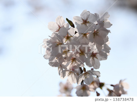 満開の桜の花 満開の桜の花 138738478