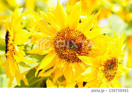 Sunflower or Asteraceae, Common Sunflower or Helianthus annuus or Helianthus annuus L or yellow flower 138738481