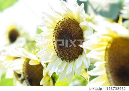 White Sunflower, sunflower or Asteraceae or H annuus or Helianthus annuus L or Helianthus annuus ProCut White Nite or white flower and sky 138738482