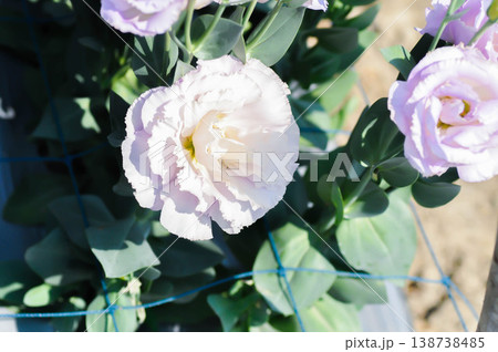 Bluebell Gentian, Eustoma grandiflorum Raf Shinners or Eustoma russellianum Hook G Don or GENTIANACEAE or lisianthus or Prairie Gentian or Texas Bluebell or purple flower Bluebell Gentian, Eustoma grandiflorum Raf Shinners or Eustoma russellianum Hook G Don or GENTIANACEAE or lisianthus or Prairie Gentian or Texas Bluebell or purple flower 138738485