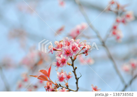 Wild Himalayan Cherry or Wild Himalayan tree or Sour cherry and sky Wild Himalayan Cherry or Wild Himalayan tree or Sour cherry and sky 138738502