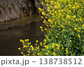 川沿いに咲く菜の花 138738512