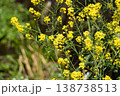 春の訪れを知らせる菜の花 138738513
