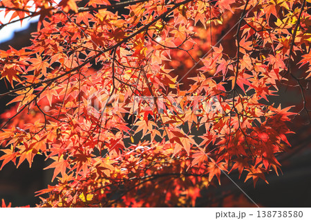 Nov 24 2025 Vibrant Red Maple Leaves at Daitoku-ji Temple Garden Nov 24 2025 Vibrant Red Maple Leaves at Daitoku-ji Temple Garden 138738580