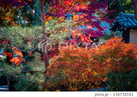 Nov 24 2025 Vibrant Red Maple Leaves at Daitoku-ji Temple Garden Nov 24 2025 Vibrant Red Maple Leaves at Daitoku-ji Temple Garden 138738581