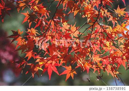 Nov 24 2025 Vibrant Red Maple Leaves at Daitoku-ji Temple Garden Nov 24 2025 Vibrant Red Maple Leaves at Daitoku-ji Temple Garden 138738591