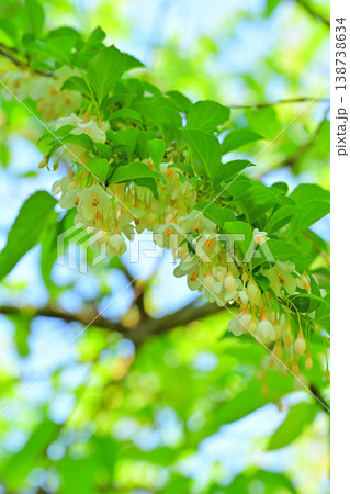 白花エゴノキ 新緑 白花エゴノキ 新緑 138738634