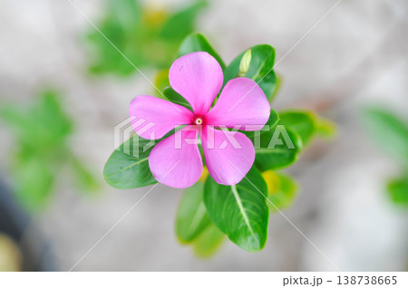 Catharanthus roseus G Don ,APOCYNACEAE or Madagascar periwinkle or Vinca or Old maid or pink flower Catharanthus roseus G Don ,APOCYNACEAE or Madagascar periwinkle or Vinca or Old maid or pink flower 138738665