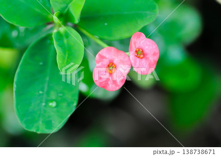 Christ Thorn, Euphorbia milii or Euphorbiaceae or Euphorbia milii Des Moul or Crown of thorns or Christ thorn or pink flower 138738671