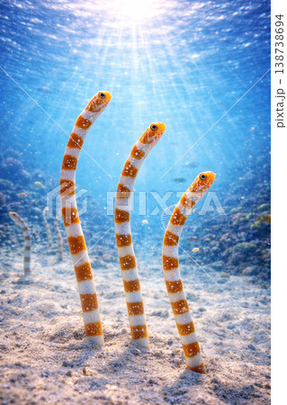 ニシキアナゴ 138738694