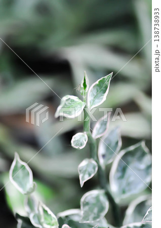 Euphorbia tithymaloides L, Euphorbia tithymaloides smallii or euphorbiaceae or Jew bush or Pedilanthus tithymaloides or Slipper Flower or Zigzag Plant or white and green leaf Euphorbia tithymaloides L, Euphorbia tithymaloides smallii or euphorbiaceae or Jew bush or Pedilanthus tithymaloides or Slipper Flower or Zigzag Plant or white and green leaf 138738933