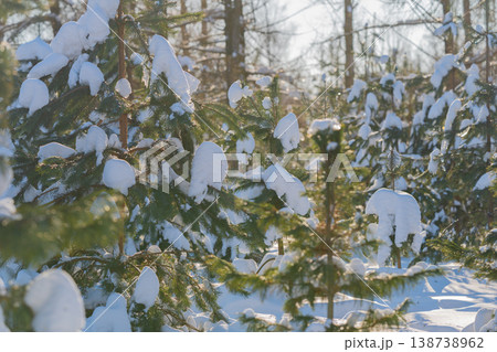 Young pines casting long winter shadows, golden rays highlight snow texture and bark detail, interplay of warm light and cool blue tones creates striking contrast and mood 138738962