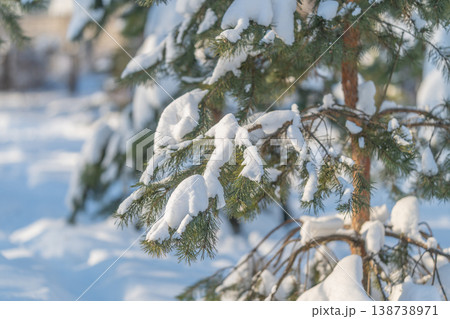 Sunlit pine needles. Macro shot showcasing textured snowy needles. Detailed botanical scene featuring frostcovered foliage with warm rim lighting Sunlit pine needles. Macro shot showcasing textured snowy needles. Detailed botanical scene featuring frostcovered foliage with warm rim lighting 138738971
