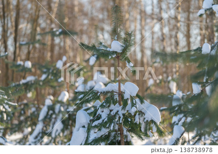 Peaceful winter woodland with snowcovered pine and warm lighting. Serene forest scene featuring lone snowdusted pine tree with gentle light highlighting textures Peaceful winter woodland with snowcovered pine and warm lighting. Serene forest scene featuring lone snowdusted pine tree with gentle light highlighting textures 138738978
