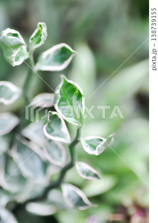 Euphorbia tithymaloides L, Euphorbia tithymaloides smallii or euphorbiaceae or Jew bush or Pedilanthus tithymaloides or Slipper Flower or Zigzag Plant or white and green leaf Euphorbia tithymaloides L, Euphorbia tithymaloides smallii or euphorbiaceae or Jew bush or Pedilanthus tithymaloides or Slipper Flower or Zigzag Plant or white and green leaf 138739155