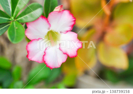 Desert rose, APOCYACEAE or Adenium obesum or Mock Azalea or Pink bignonia or Impala lily or pink and white flower 138739158