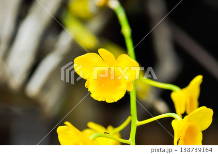 yellow orchid, orchid or ORCHIDACEAE flower or Dendrobium lindleyi Steud or Dendrobium lindleyi or yellow flower yellow orchid, orchid or ORCHIDACEAE flower or Dendrobium lindleyi Steud or Dendrobium lindleyi or yellow flower 138739164