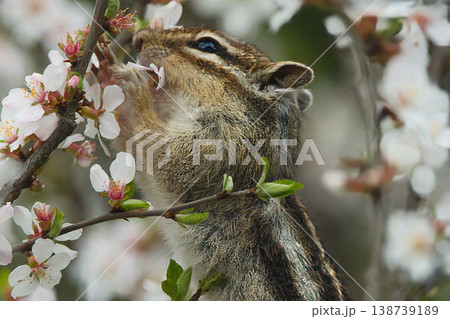 花びらを食べるリス 花びらを食べるリス 138739189