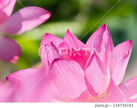 美しいピンクの蓮の花 138739191