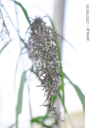 Cymbopogon nardus Rendle, Citronella grass or GRAMINEAE with flower or grass flower Cymbopogon nardus Rendle, Citronella grass or GRAMINEAE with flower or grass flower 138739335