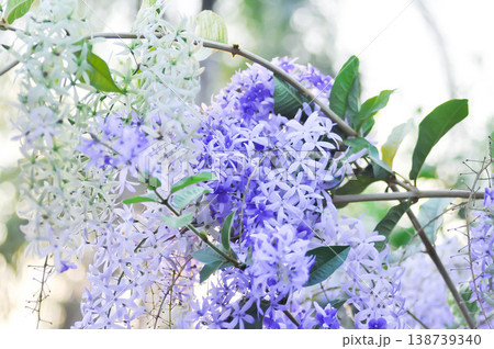 Sandpaper vine, Purple wreath or Queens wreath or purple flower Sandpaper vine, Purple wreath or Queens wreath or purple flower 138739340