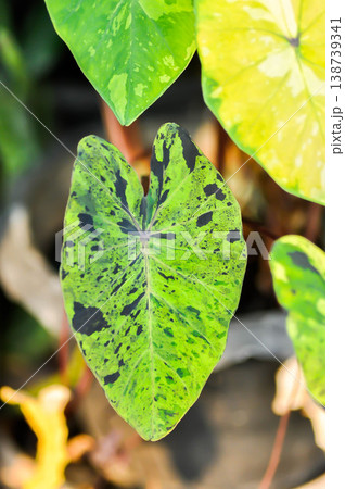 Colocasia Mojito, colocasia esculenta mojito taro or colocasia esculenta mojito or taro mojito or elephant ears mojito or imperial taro mojito or black and green leaf Colocasia Mojito, colocasia esculenta mojito taro or colocasia esculenta mojito or taro mojito or elephant ears mojito or imperial taro mojito or black and green leaf 138739341