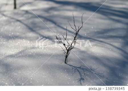 Snow bud dawn. Young shoot breaks through snow under early sunlight and shadows. Small sprout pushes through drifting snow amid early morning light and faint tree shadows Snow bud dawn. Young shoot breaks through snow under early sunlight and shadows. Small sprout pushes through drifting snow amid early morning light and faint tree shadows 138739345