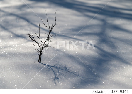 Quiet winter scene. Peaceful snowcovered area glows under morning sun. Calm frostcoated field and shimmering icy branch softly illuminated by tender sunlight and shadows Quiet winter scene. Peaceful snowcovered area glows under morning sun. Calm frostcoated field and shimmering icy branch softly illuminated by tender sunlight and shadows 138739346