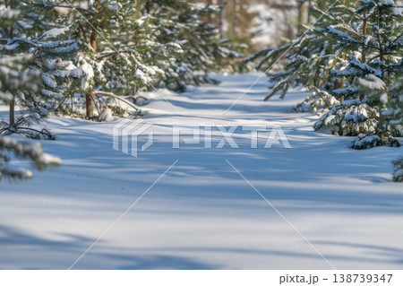 Tranquil frosted forest scene. Peaceful pine woodland bathed in gentle sunlight and snow. Serene winter forest filled with snowdusted branches and softly shining sunlight 138739347