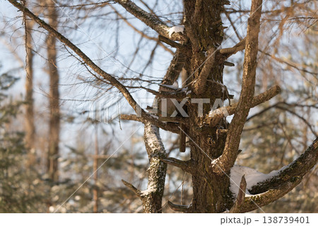 Silent pine with bird shelter. Frozen forest scene showcasing cozy bird nesting spot. Chilly winter landscape featuring textured bark and nestled birdhouse amidst snow Silent pine with bird shelter. Frozen forest scene showcasing cozy bird nesting spot. Chilly winter landscape featuring textured bark and nestled birdhouse amidst snow 138739401