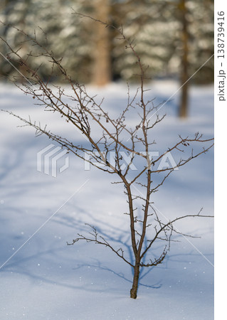Bare sapling in snow, winter cold day, slender twigs dotted with tiny buds, isolated silhouette against blurred evergreen background, quiet resilience and delicate seasonal detail 138739416