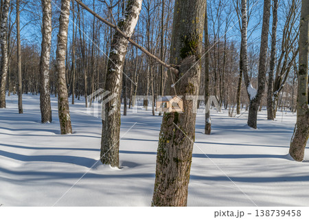Sunlit birch grove with birdhouse mounted on mossy trunk, pristine snow blanket, long tree shadows across field, crisp blue sky, tranquil winter refuge for small birds 138739458