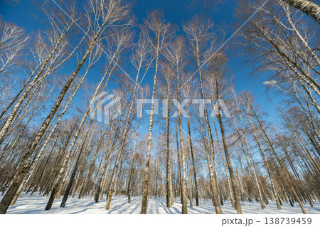 Tall birch trunks reaching toward vivid blue sky on winter cold day, dramatic upward perspective emphasizes scale, dappled sunlight and crisp clear air highlight structure Tall birch trunks reaching toward vivid blue sky on winter cold day, dramatic upward perspective emphasizes scale, dappled sunlight and crisp clear air highlight structure 138739459
