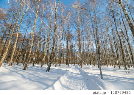 Sunlit birch slope with long shadows on winter cold day, warm sunlight painting pale trunks, strong contrast between white snow and dark bark, uplifting seasonal mood Sunlit birch slope with long shadows on winter cold day, warm sunlight painting pale trunks, strong contrast between white snow and dark bark, uplifting seasonal mood 138739486