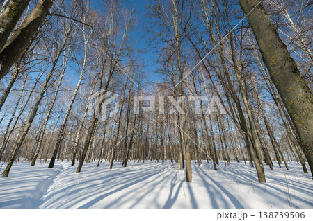 Wide birch clearing in cold sunlight, long blue shadows stretch across pristine snow, spacious landscape with scattered trunks, crisp air and tranquil winter panorama 138739506
