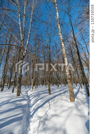 Deep tree shadows stretching across snow, narrow trail winds through birch stand, low sun creates dramatic lines, crisp cold morning atmosphere and hushed landscape 138739509