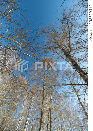 Sunlit birch canopy with sparkling snow, light catches frost crystals on branches, shimmering highlights against clear blue, brisk cold day energy in forest crown 138739510