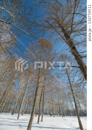 Tall birch trunks reaching toward sky, vertical rhythm emphasizes height and repetition, long shadow lines cut across snow, quiet majestic feel of cold day woodland 138739511
