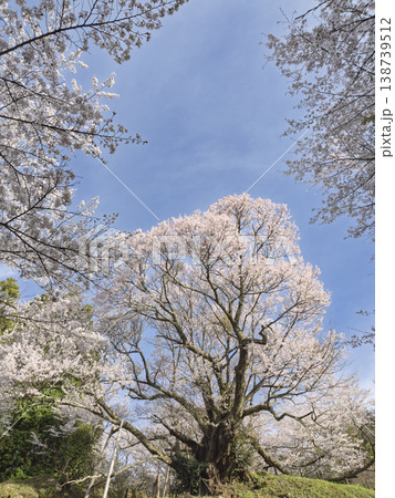 古刹の春を彩る、仏隆寺の千年桜と石段 古刹の春を彩る、仏隆寺の千年桜と石段 138739512