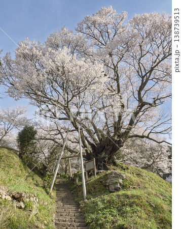 悠久の石段を護る春の主、仏隆寺・千年桜が描く極楽の風景 138739513