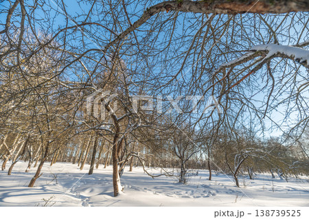 Intricate birch branches forming delicate lattice, fine twigs dusted with fresh snow, airy composition against bright blue sky, subtle winter breeze and quiet mood 138739525